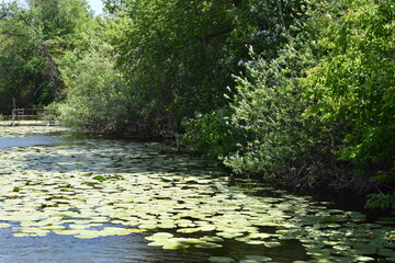 озеро с лилиями