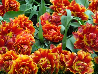 Deurstickers Tudor Schleurholts bloemen © Tudor Schleurholts