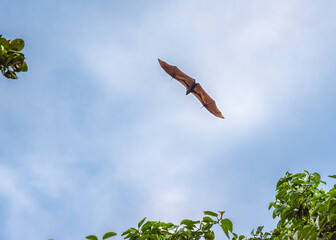 Fox-bat over the rainforest on the Maldivian island in the Indian ocean