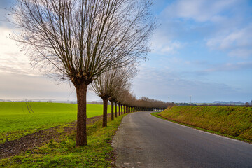 A line of traditionally pruned willow trees. Picture from Scania county, southern Sweden
