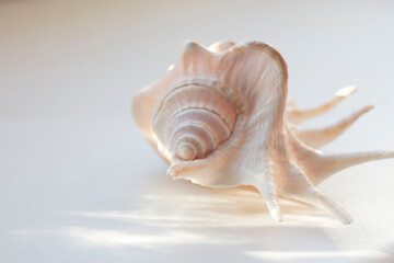 sea shell on white background