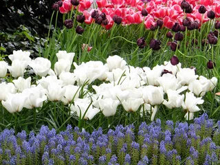 Gordijnen Tudor Schleurholts bloemen © Tudor Schleurholts