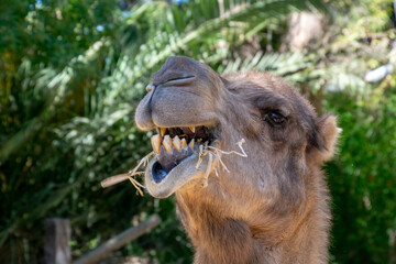 Visita el zoo