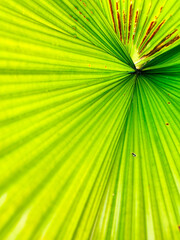 close up of fan palm leaf