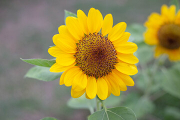 Beautiful field sunflower