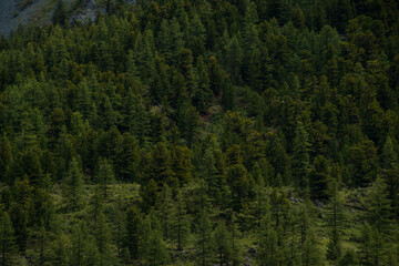 green slopes of the Altai mountains with sparsely growing forest