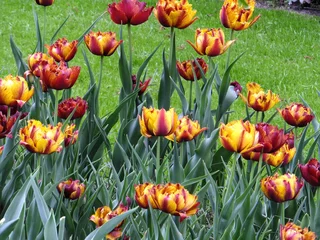 Foto auf Glas Tudor Schleurholts bloemen © Tudor Schleurholts