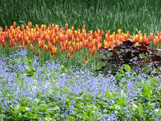 Rolgordijnen Tudor Schleurholts bloemen © Tudor Schleurholts