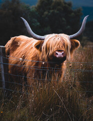 Highland cattle - obrazy, fototapety, plakaty