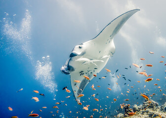 Manta ray in Indian ocean