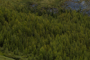 green slopes of the Altai mountains with sparsely growing forest