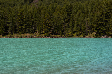 green slopes of the Altai mountains with sparsely growing forest