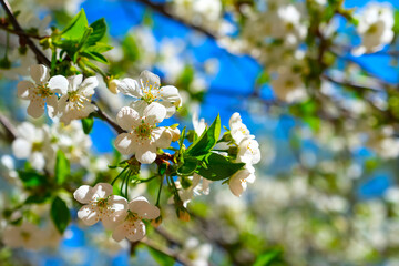 Pear tree flowers. White tree flowers in spring. Close-up. Selective focus.