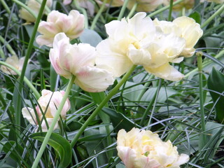 Tudor Schleurholts bloemen