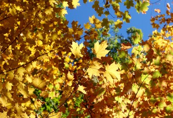 A close view of the autumn leaves on the tree branches.