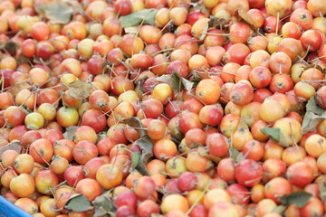 Pile of paradise apples close up. Healthy organic fruits at farmers market. Eco farming concept.