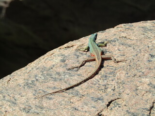 colorful lizard on a rock