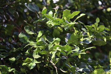 Green kaffir lime leaves on the tree in the natural garden next door