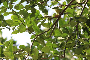 Green kaffir lime leaves on the tree in the natural garden next door