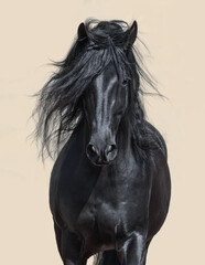 Black Andalusian Horse with long mane. - 398069294