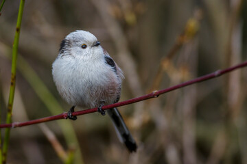 Schwanzmeise (Aegithalos caudatus)