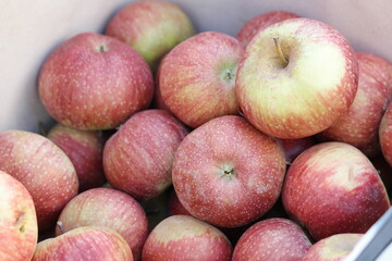 Market stall of fresh apples. Pile of freshly harvested organic apples. Bio farming.