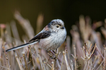 Schwanzmeise (Aegithalos caudatus)