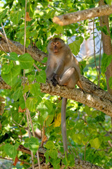 The macaques in the tree - Koh Aleil Island - Thailand