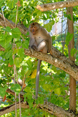 The macaques in the tree - Koh Aleil Island - Thailand