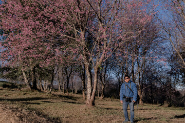 Fototapeta premium tourist man standing in pink wild himalayan cherry blossm forest park on hill at Phulomlo, travel destination in Thailand