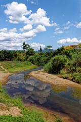 Walking in the tropical forest - Thailand