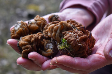 fresh forest mushroom in hand