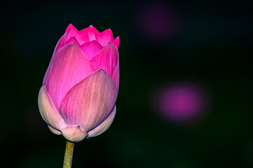 Lotus flowers blooming naturally showing off its colours and beauty