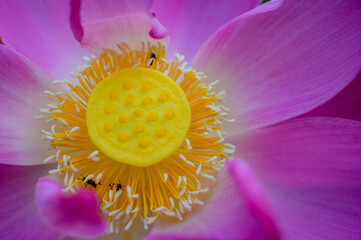 Lotus flowers blooming naturally showing off its colours and beauty
