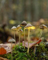 mushrooms in Jena at autumn with bottom side perspective