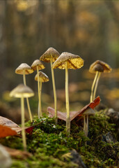 mushrooms in Jena at autumn with bottom side perspective