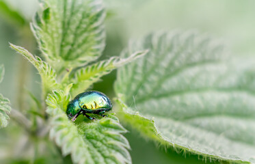 alla ricerca della menta