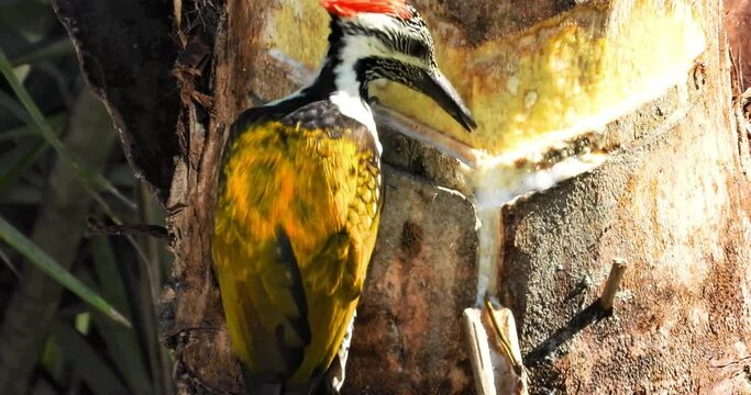 Flameback Woodpecker
