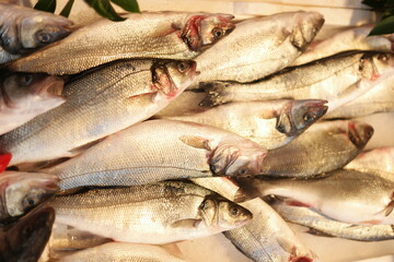 Fresh sea bream fish stacked on ice at fish market. Pile of raw fish close up.