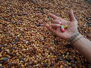 handful of coffee beans process