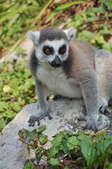 Ring-tailed lemur