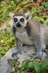 Ring-tailed lemur