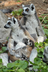 Ring-tailed lemur