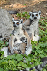 Ring-tailed lemur