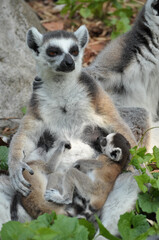 Ring-tailed lemur