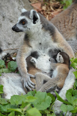 Ring-tailed lemur