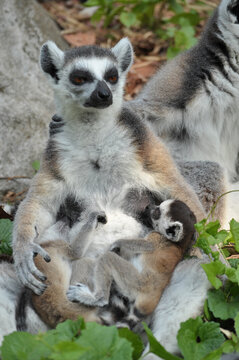 Ring-tailed lemur © J.NATAYO