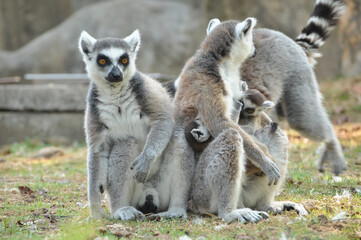 Ring-tailed lemur