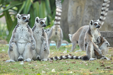 Ring-tailed lemur
