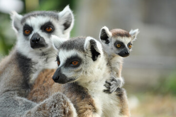 Ring-tailed lemur © J.NATAYO
